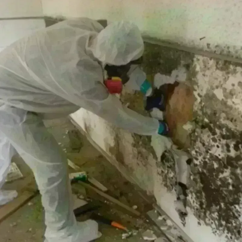 Mold Remediation and Removal in Marathon, WI